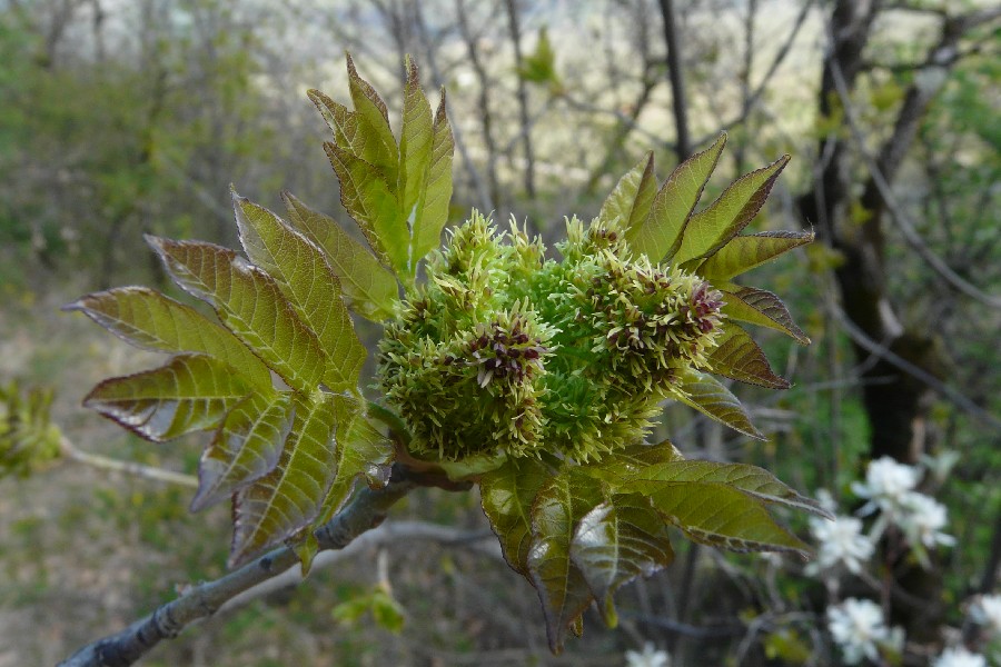 Fraxinus_ornus 2 Tramin 20080402