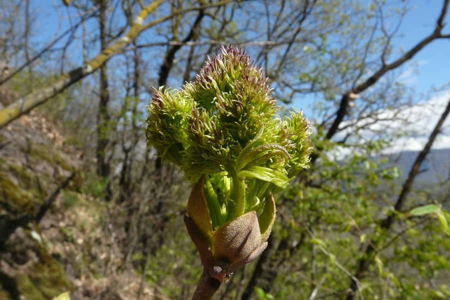 Fraxinus_ornus 3 Tramin 20080402