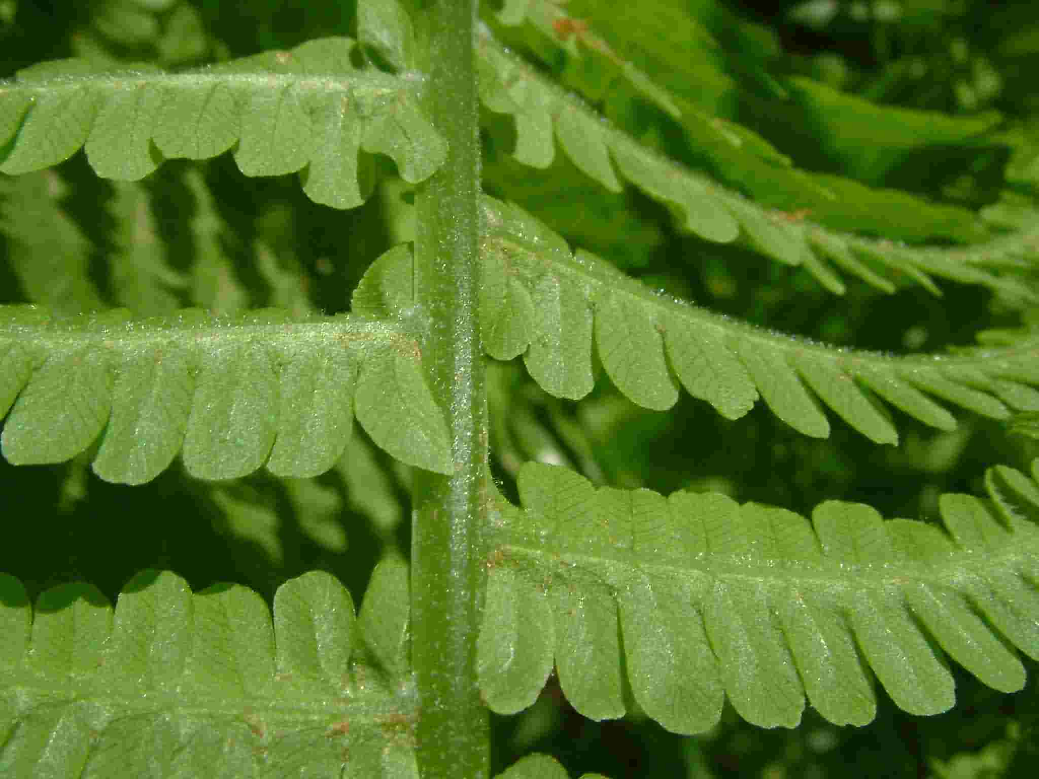 Matteuccia_struthiopteris_03_Botgart_Berlin_20060504