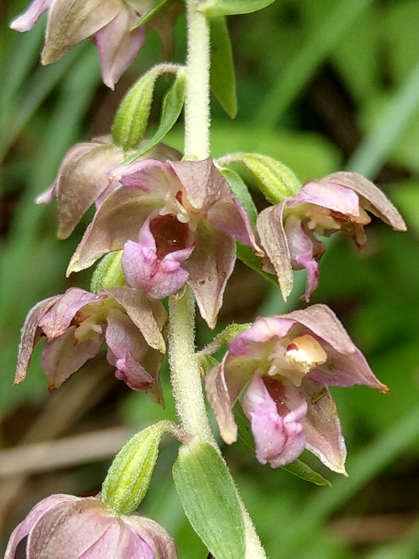 Epipactis_helleborine Zeyern 20190714 2