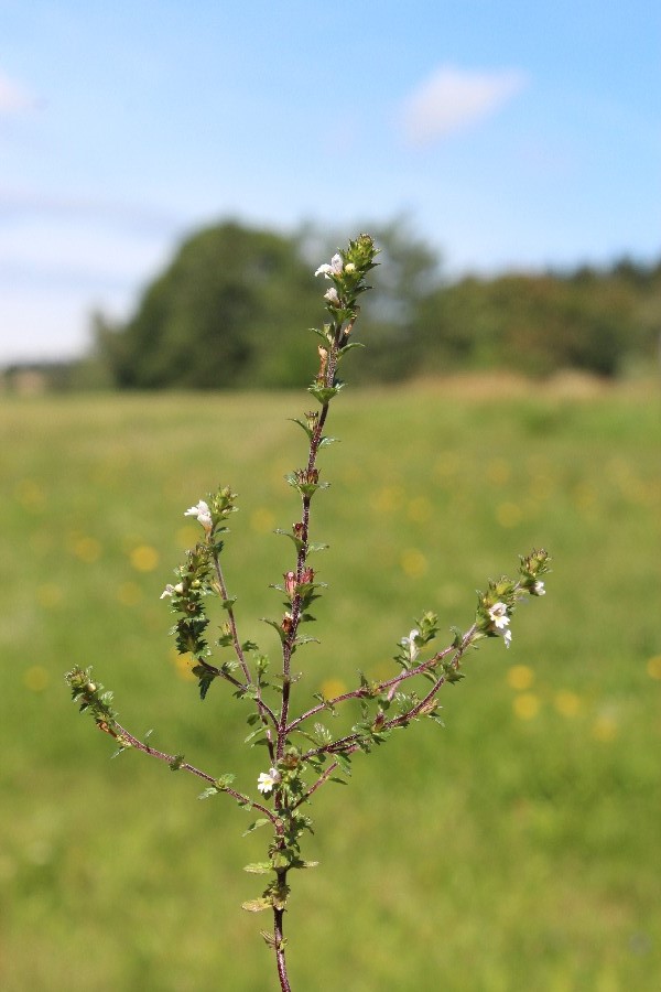 Euphrasia_nemorosa Kriegsreuth 20160820 2