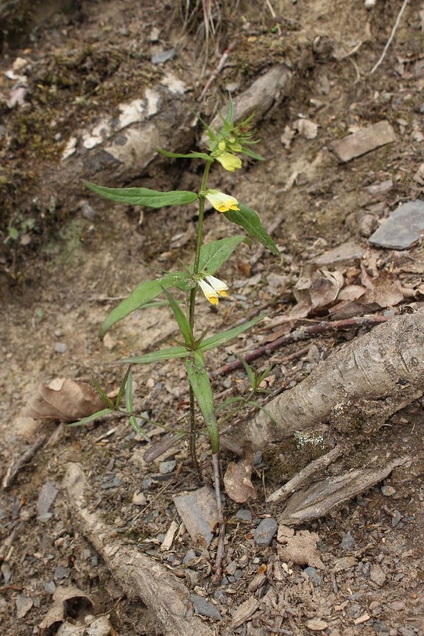 Melampyrum_pratense Melampyrum_pratense