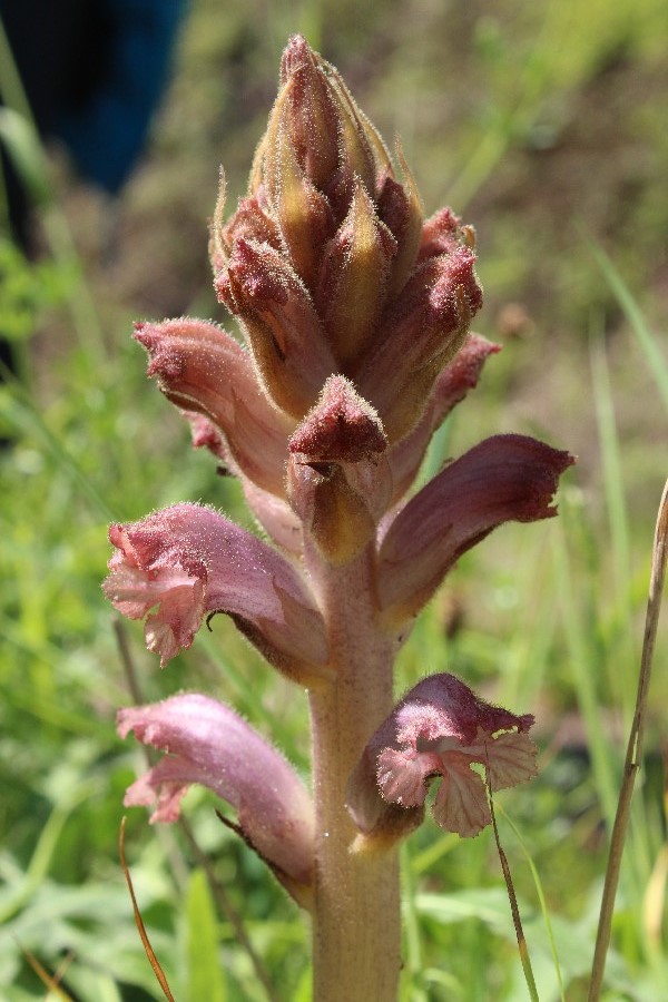 Orobanche_caryophyllaceae Brauselay 20170509 2