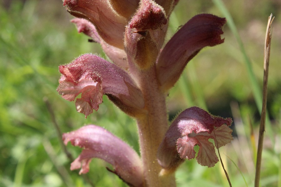 Orobanche_caryophyllaceae Brauselay 20170509 3