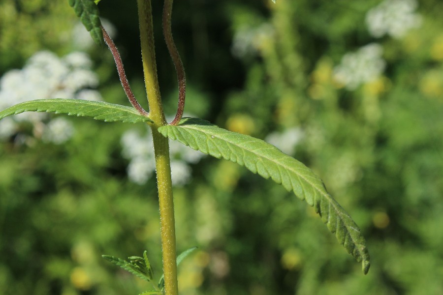 Rhinanthus_alectorolophus 4 Fischbach-Weinbergweg 20140615