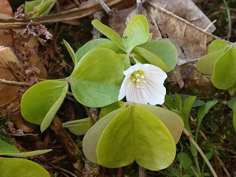 Oxalis_acetosella Heinersreuth 20190418 1 Oxalis_acetosella Heinersreuth 20190418 1