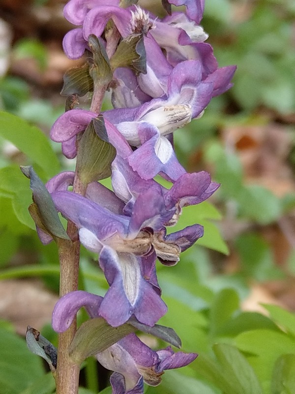 Corydalis_cava Schlackenreuth 20190414 09