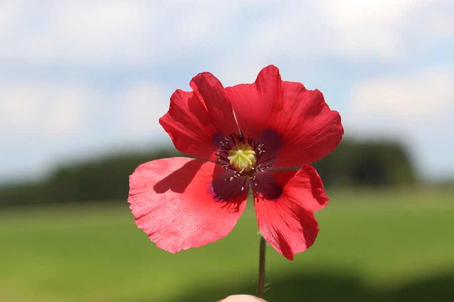 Papaver_somniferum Gottfriedsreuth 20170709 2