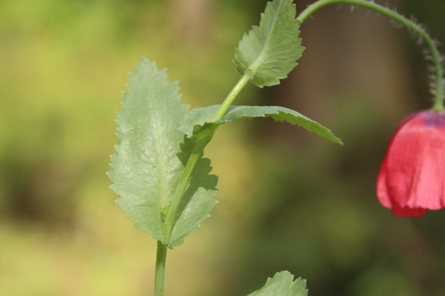 Papaver_somniferum Gottfriedsreuth 20170709 3