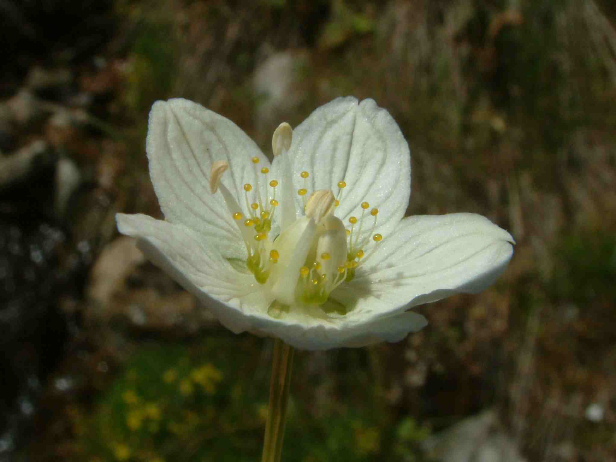 Parnassia_palustris_Otztal_Gaislachkogel_20050831 Parnassia_palustris_Otztal_Gaislachkogel_20050831