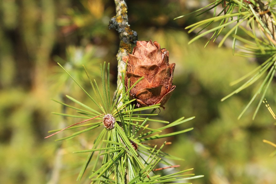 Larix_kaempferi Enchenreuth 20141101 7 Larix_kaempferi Enchenreuth 20141101 7