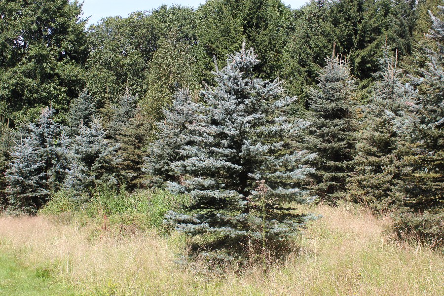 Picea_pungens Kriegsreuth 20160820 Picea_pungens Kriegsreuth 20160820