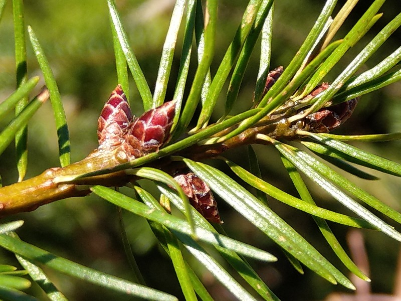 Pseudotsuga_mendsesii 20190429 1 Pseudotsuga_mendsesii 20190429 1