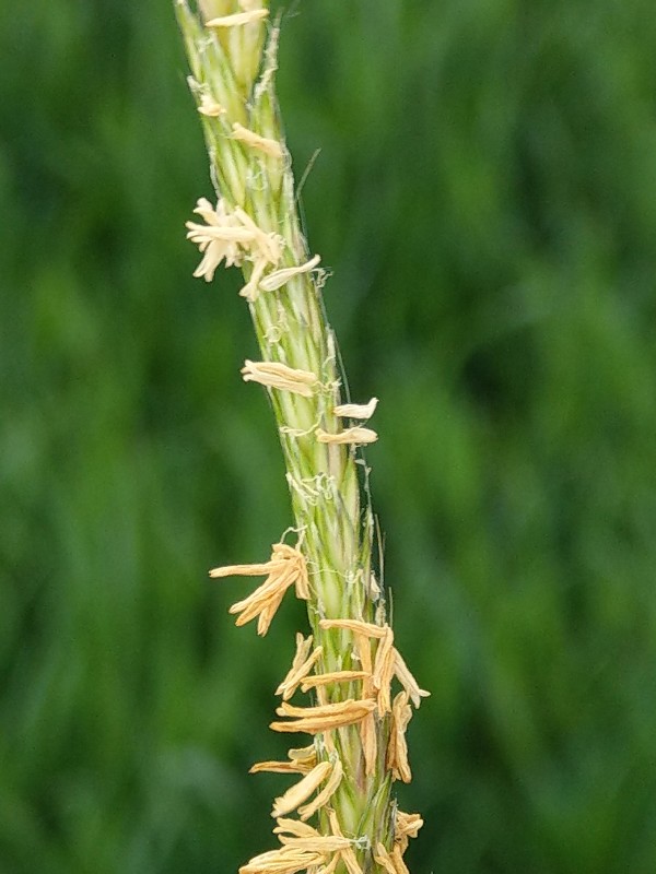 Alopecurus_myosuroides Zeil 20190511 0 Alopecurus_myosuroides Zeil 20190511 0