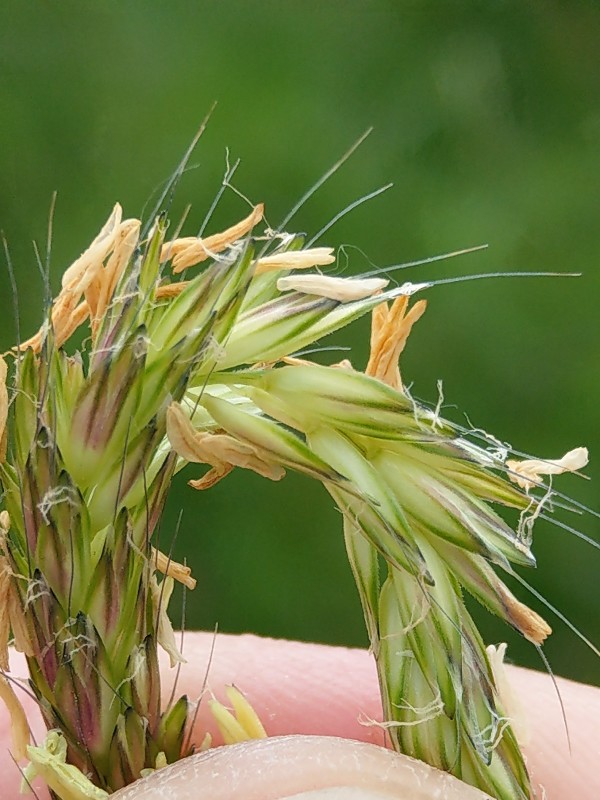 Alopecurus_myosuroides Zeil 20190511 4 Alopecurus_myosuroides Zeil 20190511 4