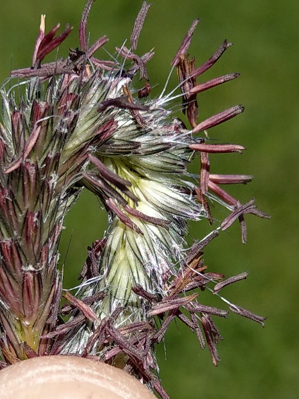 Alopecurus_pratensis Enchenreuth 20190512 1 Alopecurus_pratensis Enchenreuth 20190512 1
