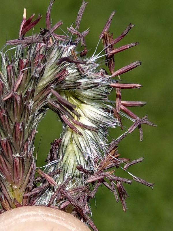 Alopecurus_pratensis Enchenreuth 20190512 1