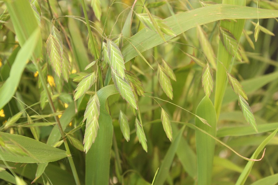 Chasmanthium_latifolium Bayeuth LGS 20160914 1