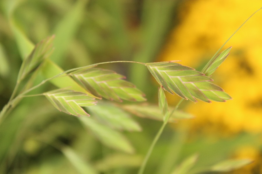 Chasmanthium_latifolium Bayeuth LGS 20160914 2