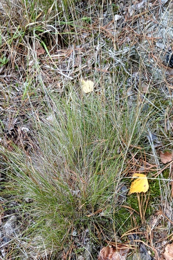 Festuca_filiformis Waldau 20180909 1 Festuca_filiformis Waldau 20180909 1