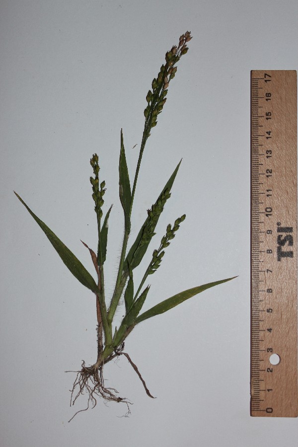 Panicum_miliaceum 20140920 Helmbrechts Friedrich_Ebert