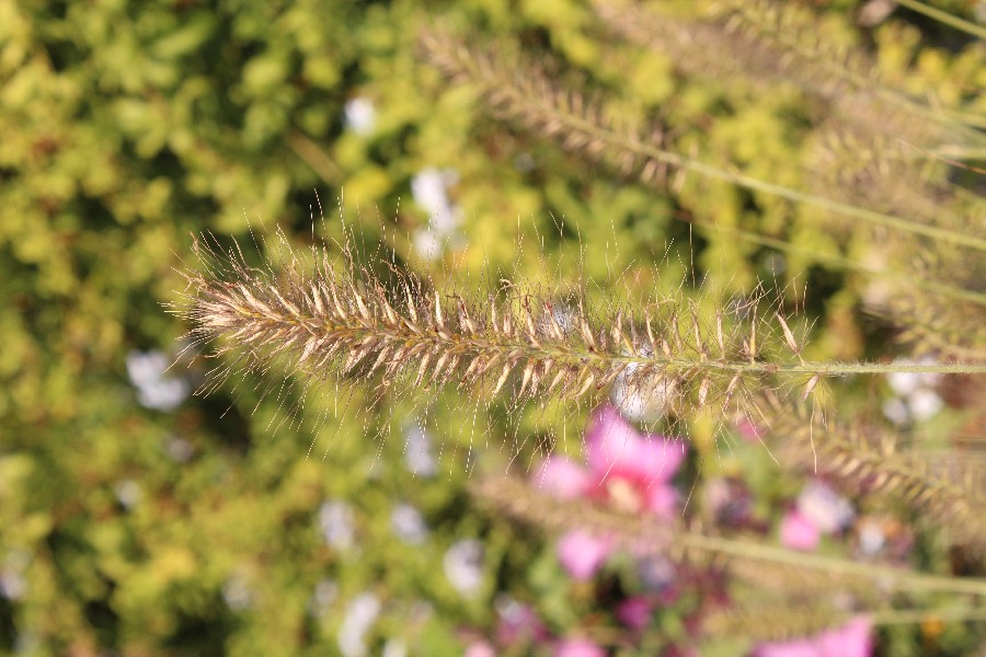 Pennisetum_alopecuroides Bayeuth LGS 20160914 1