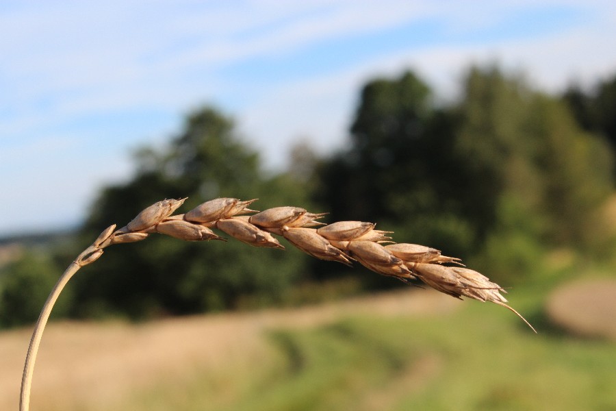 Triticum_spelta 20160818  02