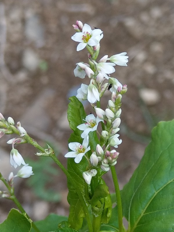 Fagopyrum_esculentum Bühlgrund 20190805 3 Fagopyrum_esculentum Bühlgrund 20190805 3