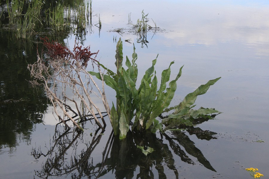 Rumex_hydrolapathum Seußling 20160822 1 Rumex_hydrolapathum Seußling 20160822 1