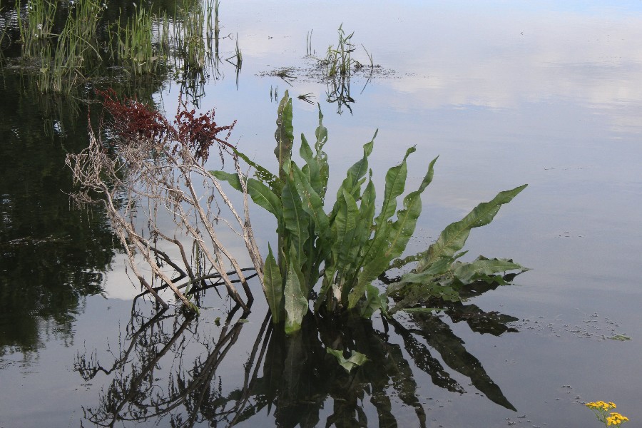 Rumex_hydrolapathum Seuling 20160822 1