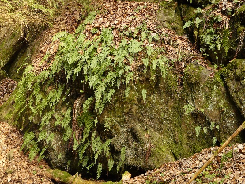 Polypodium_vulgare_1_Schlackenreuth_20120402 Polypodium_vulgare_1_Schlackenreuth_20120402