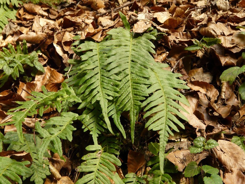 Polypodium_vulgare_2_Schlackenreuth_20120402 Polypodium_vulgare_2_Schlackenreuth_20120402