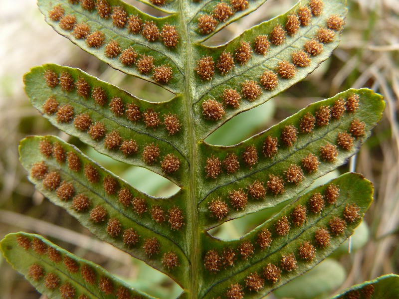 Polypodium_vulgare_Teufelsberg_Hof_20080411 Polypodium_vulgare_Teufelsberg_Hof_20080411