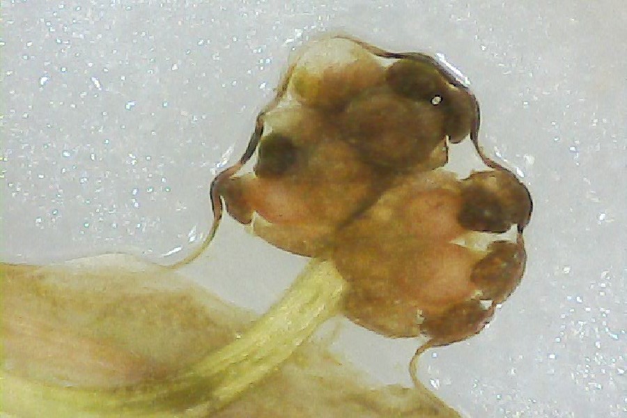 Potamogeton_berchtoldii 05 Potamogeton_berchtoldii 05