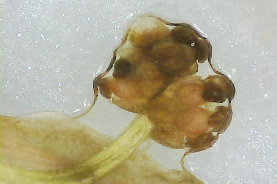 Potamogeton_berchtoldii 05