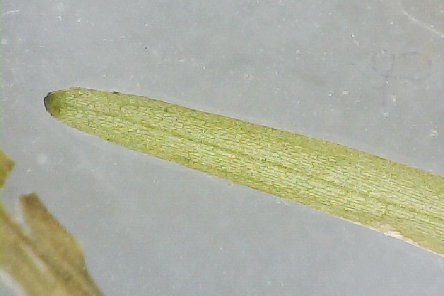 Potamogeton_berchtoldii 07 Potamogeton_berchtoldii 07