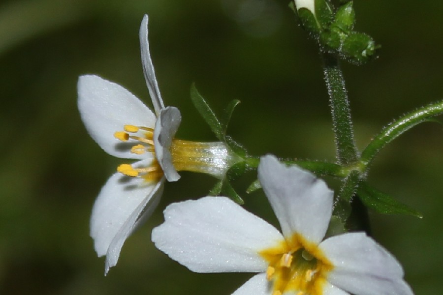Hottonia_palustris BN-Gstratal 20170728 1