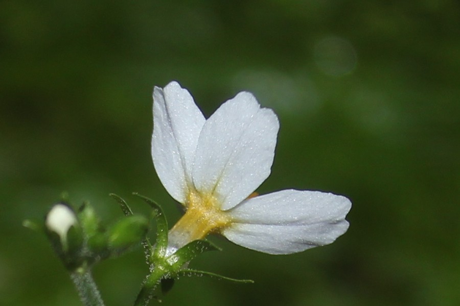 Hottonia_palustris BN-Gstratal 20170728 2