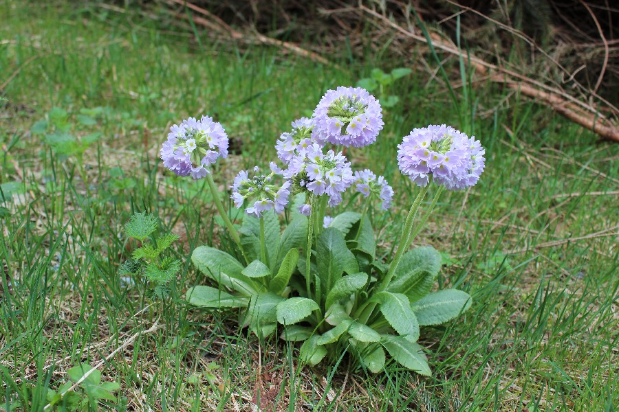 Primula_denticulata FZ 1 Drrenwaid-Lotharheil 20120429