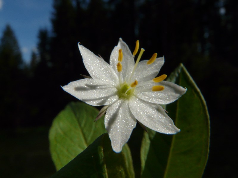 Trientalis_europaea_6_Waldstein_20110518 Trientalis_europaea_6_Waldstein_20110518
