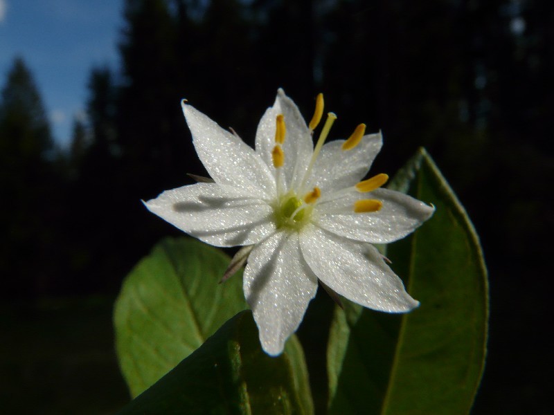 Trientalis_europaea_6_Waldstein_20110518