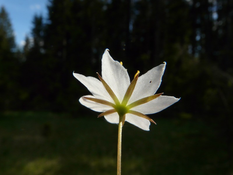 Trientalis_europaea_9_Waldstein_20110518 Trientalis_europaea_9_Waldstein_20110518
