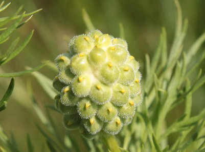 Adonis_vernalis Klsheim  20160526 2-1