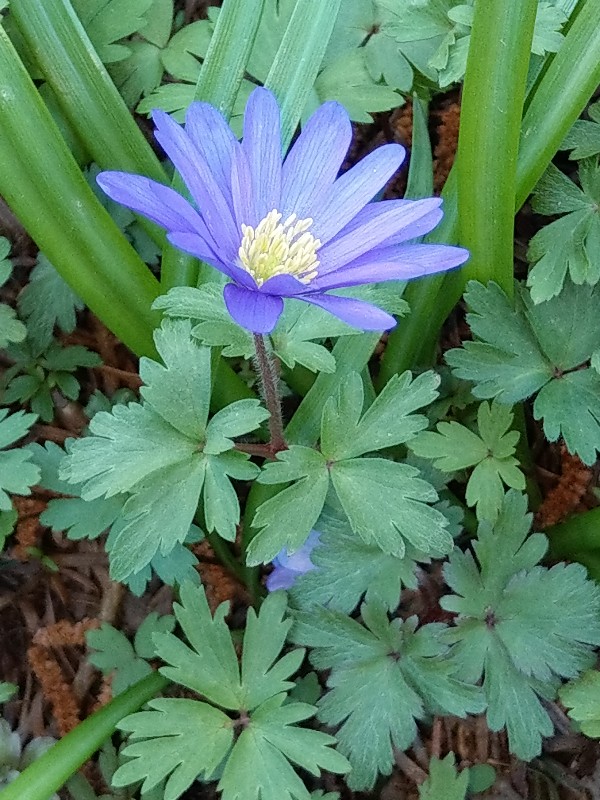 Anemone_blanda Helmbrechts 20190417 2 Anemone_blanda Helmbrechts 20190417 2