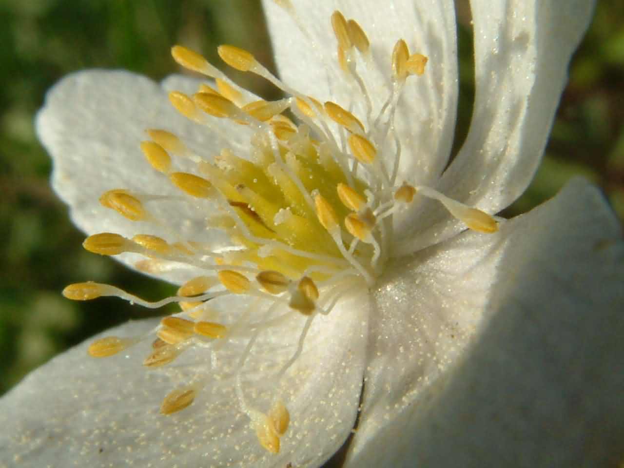 Anemone_nemorosa_0002