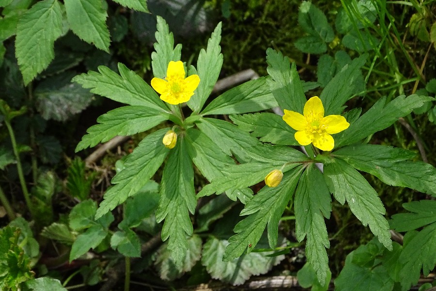 Anemone_rapunculoides