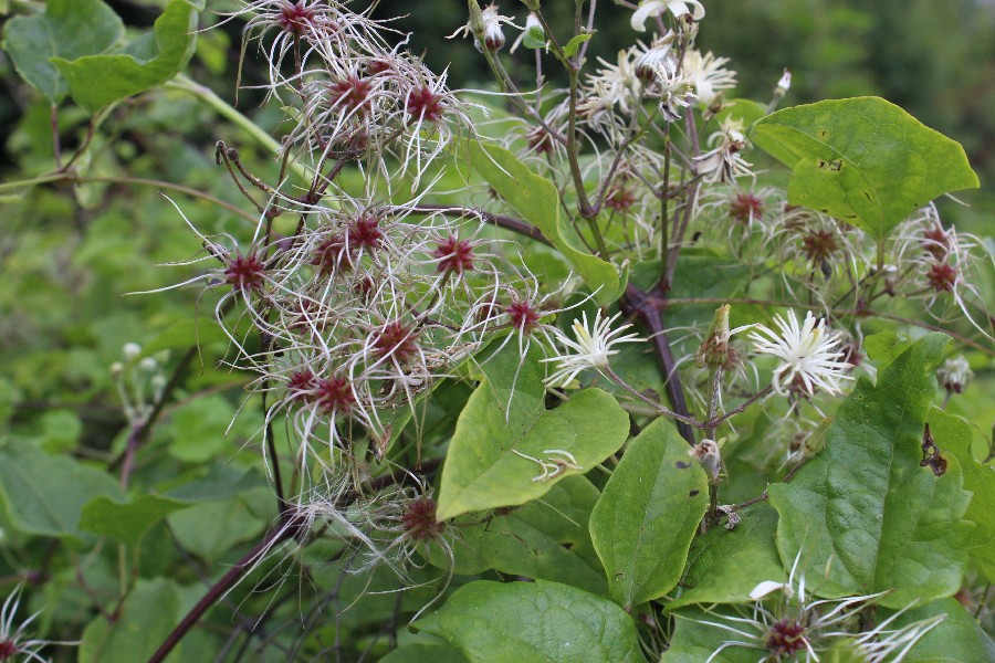 Clematis_vitalba Oberrsselbach-Schnaittach 20160821 12