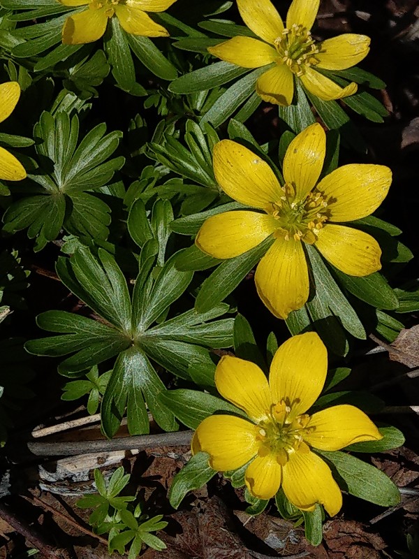 Eranthis_hyemalis Bhlgrund 20190320 2