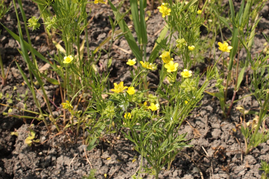 Ranunculus_arvensis Windsheim 20160526 01