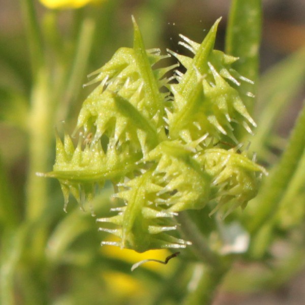 Ranunculus_arvensis Windsheim 20160526 08 1